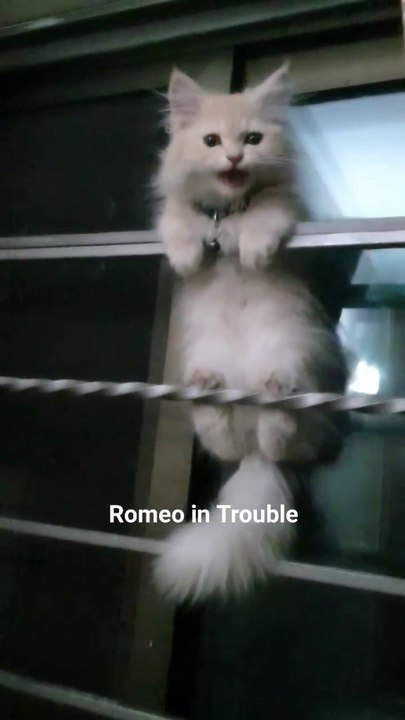 Cat video 2023 Cute cat 2023 Beutiful Cat 2023