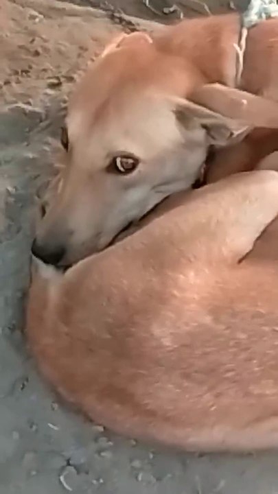 Dog video 2023 Cute Dog 2023 Beutiful Dog 2023