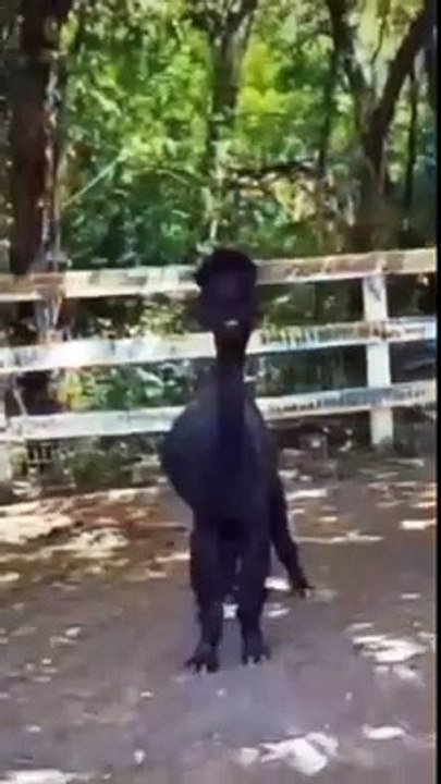 Coba lah untuk tidak tertawa..., selamat mencoba :)