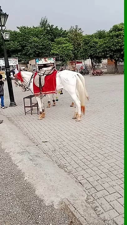 Horse  used for riding VID_20231022_131053