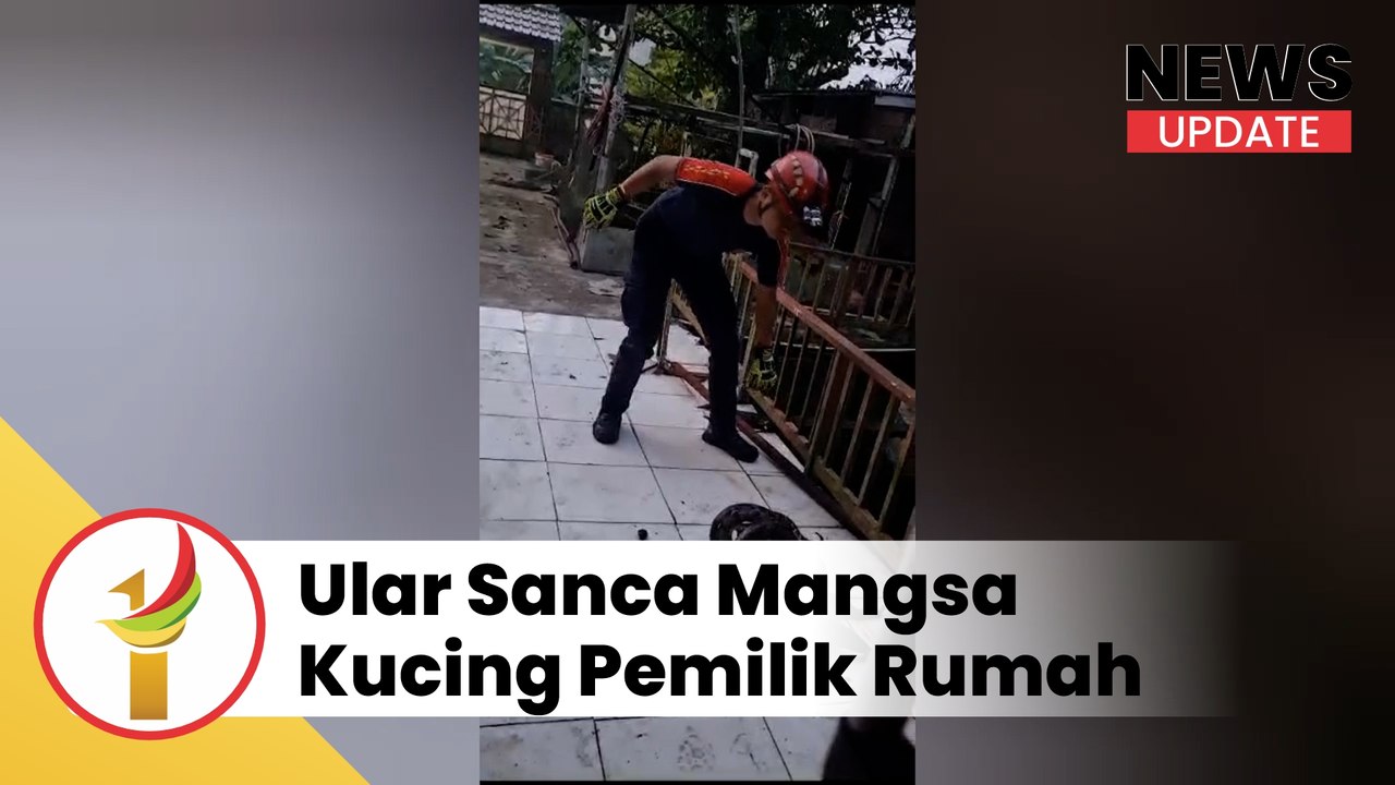 Mangsa Kucing Pemilik Rumah, Damkar Tangkap Ular Sanca Di Rumah Warga