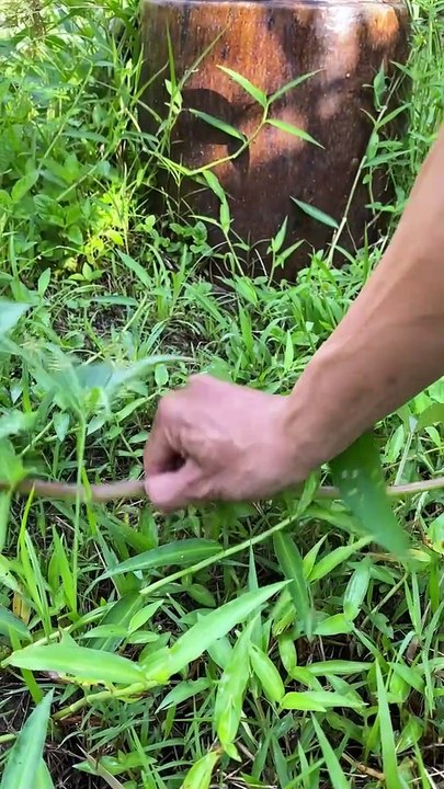 Tập 28 Cá trèn kho khóm Minh mời cả nhà cùng ăn nha