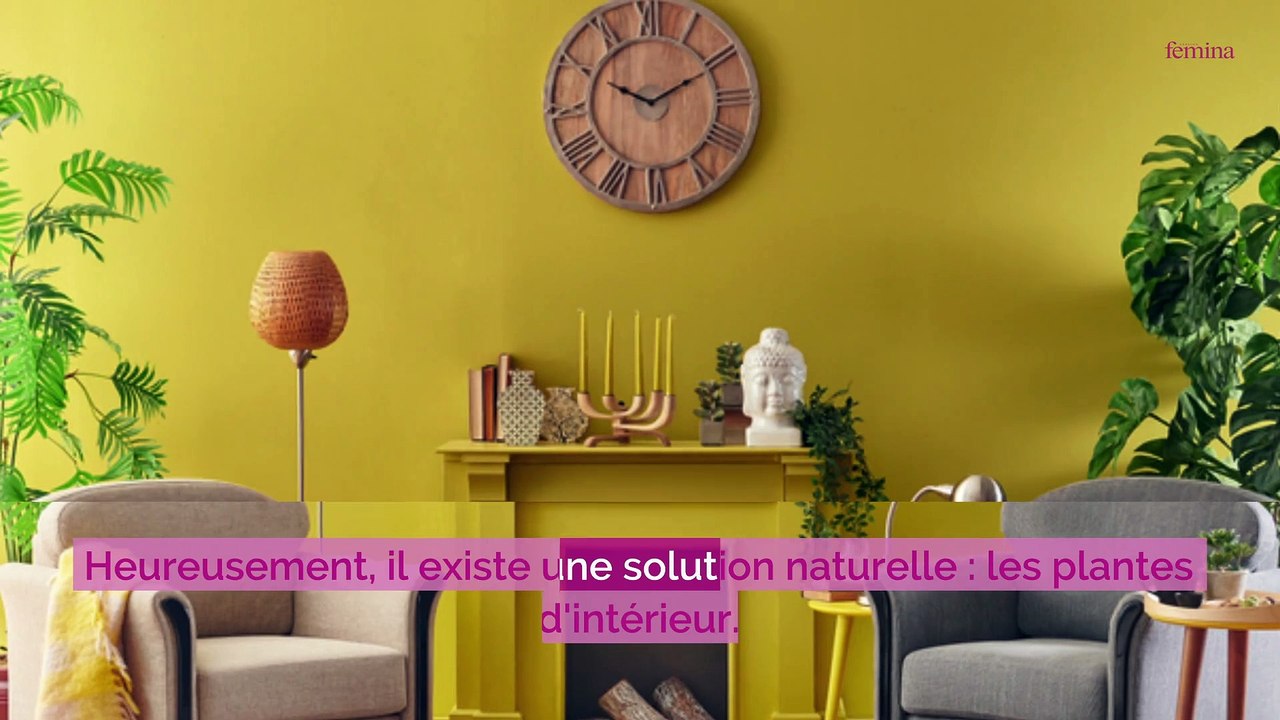 7 plantes pour lutter contre l’humidité dans votre intérieur Dites adieu à l'humidité !