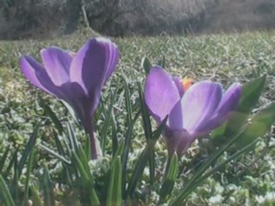 Tin whisper - Guitar Instrumental