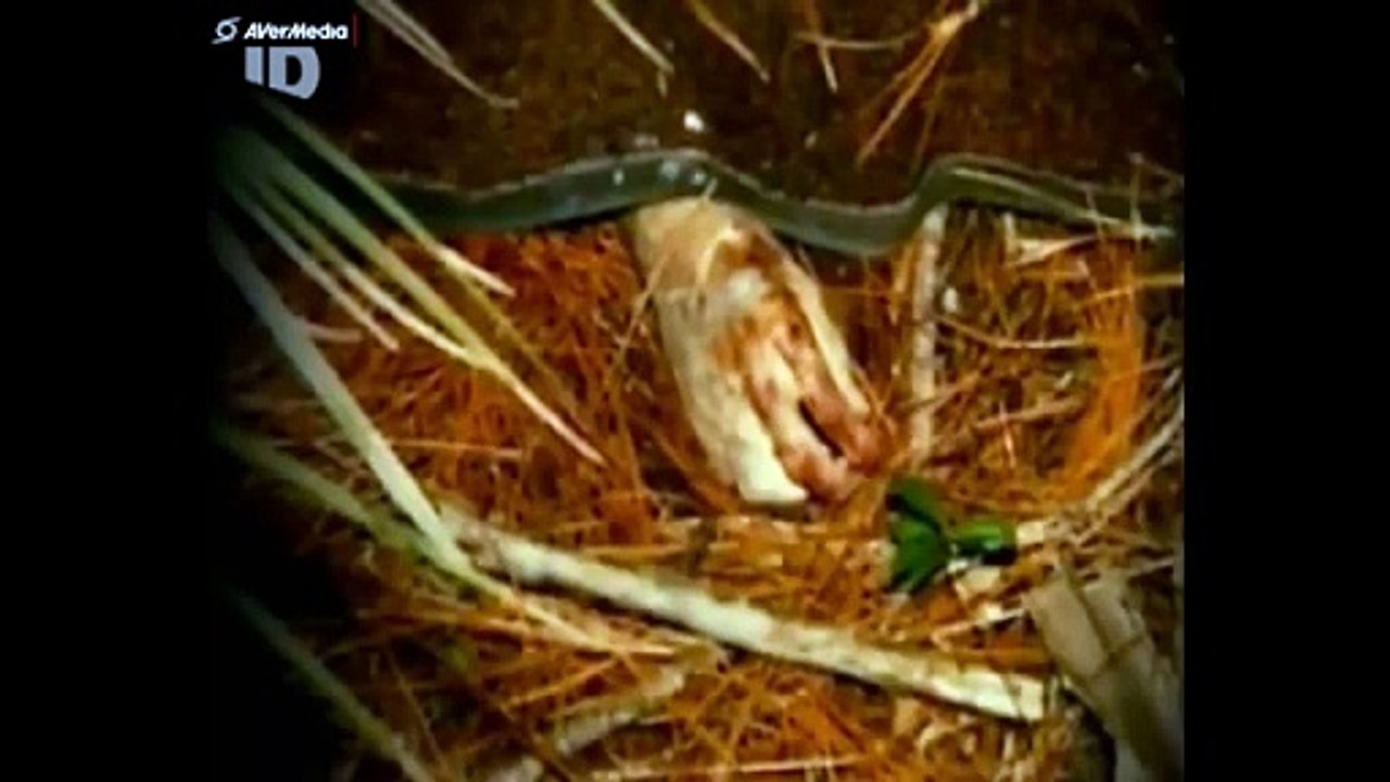 Aileen Wuornos Confessions d'une criminelle