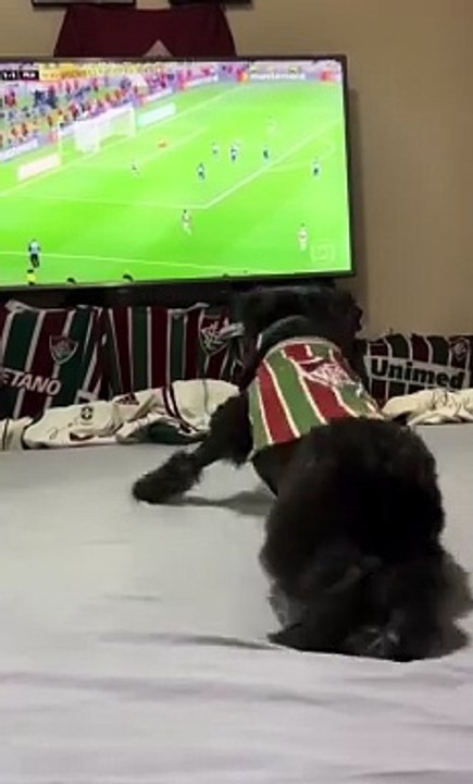Bu köpek çok sıkı bir Fluminense taraftarı!