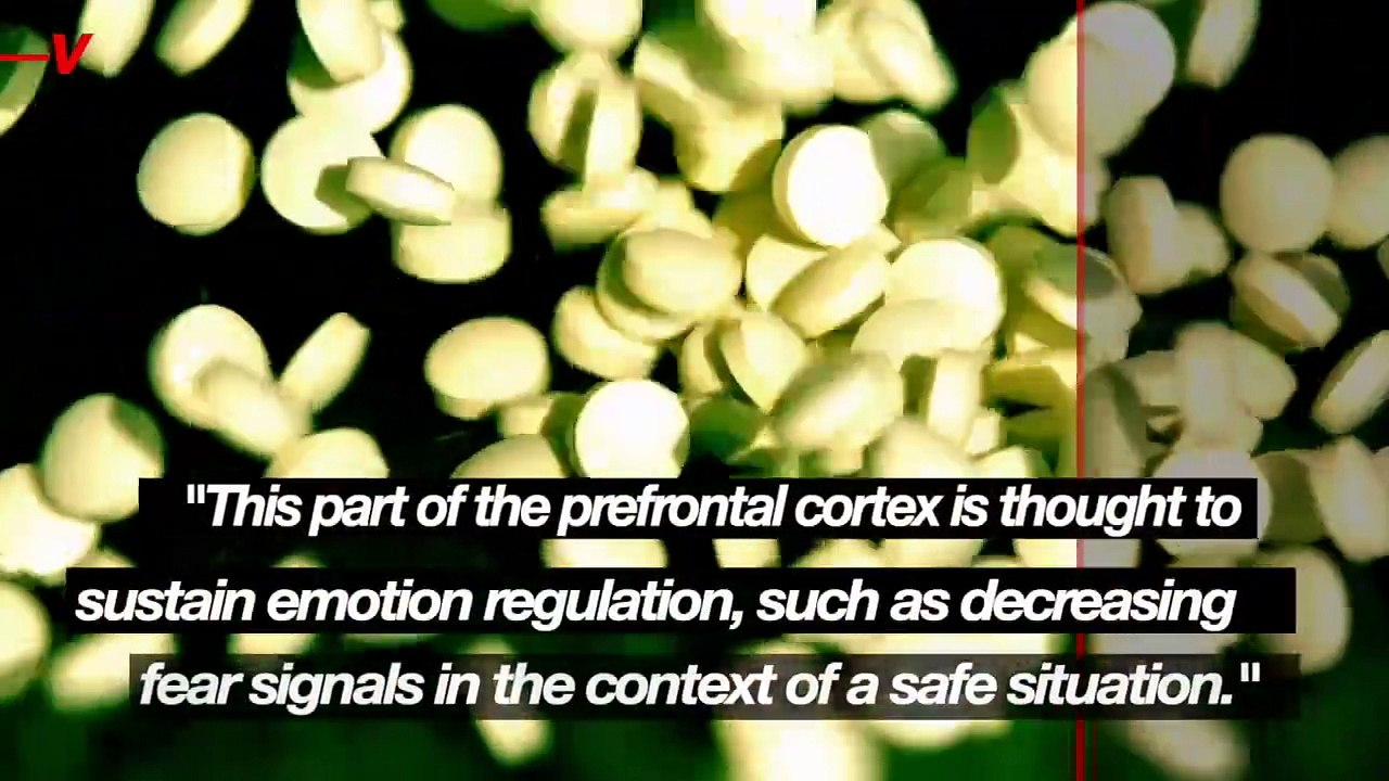 New Study Finds Link Between ‘the Pill’ and Fear Circuitry in the Brain