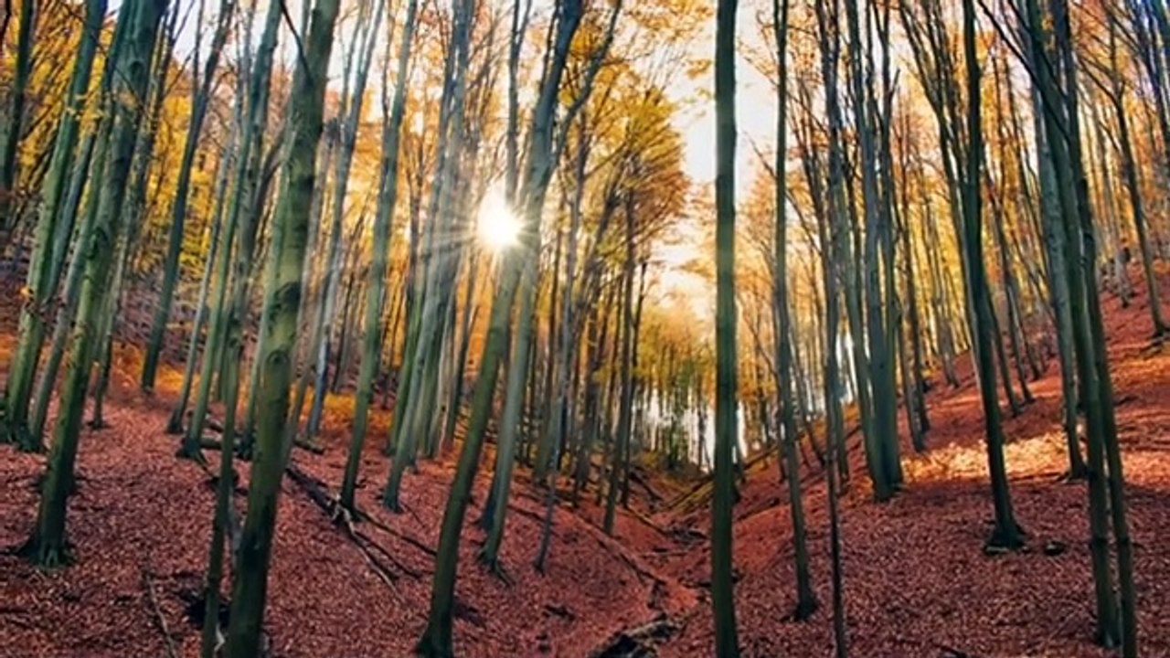 1 Hour Beautiful Music of Piano | Relaxing Piano Music