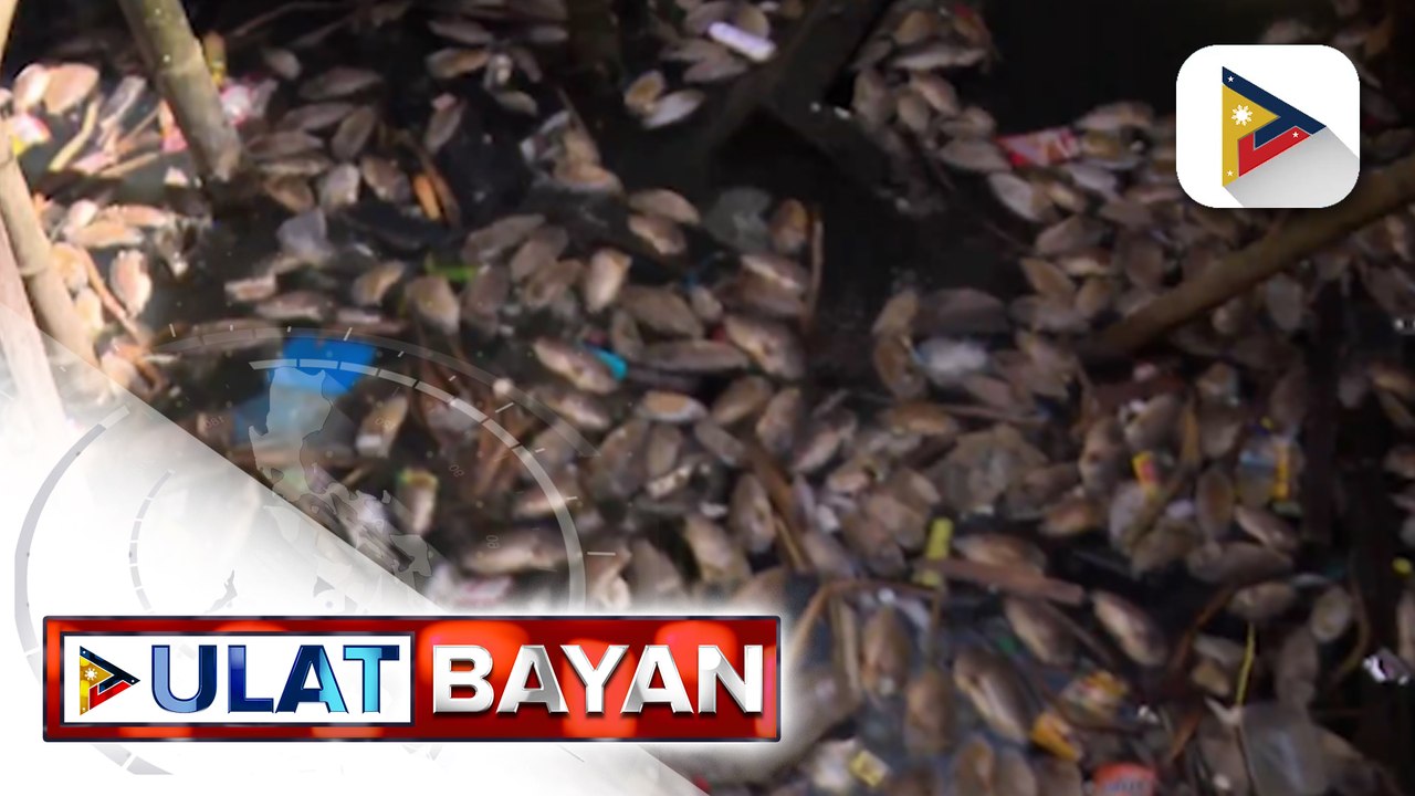Mga patay na isda, nagkalat sa isang barangay sa Cavite