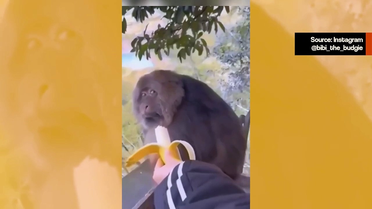 Huvittava video: nämä hauskanpitoa rakastavat apinat piristävät päivääsi