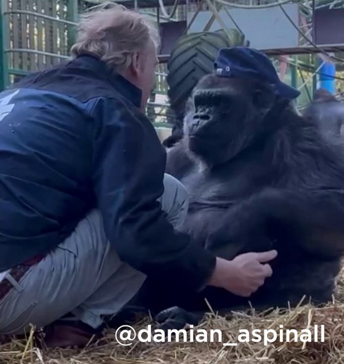 Gorilla hugs man at Howletts Wild Animal Park