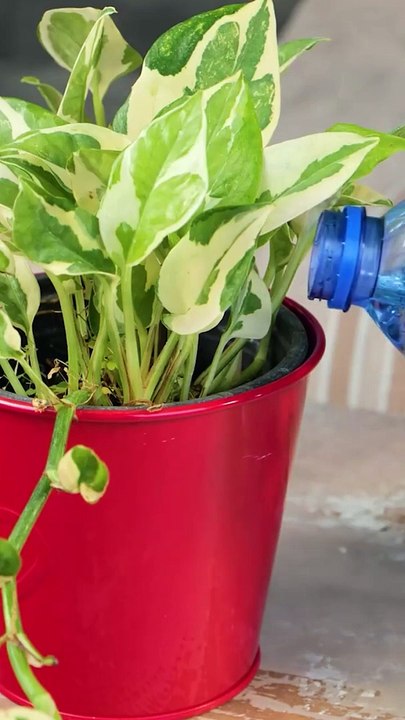 Recycled Leaf-Shaped Plastic For Watering Plants Upcycling Recycleplasticbottle