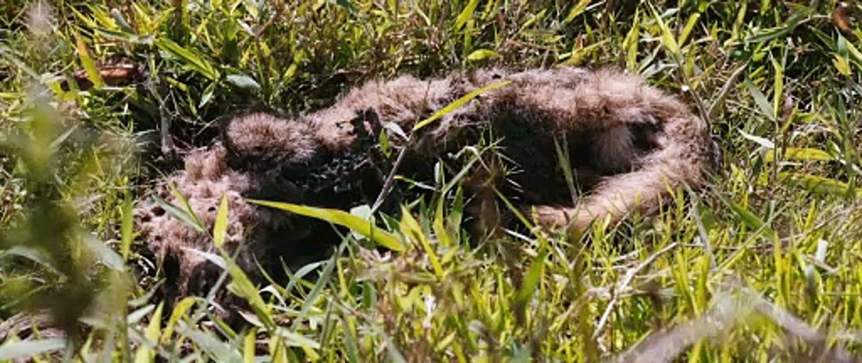 PROPRIEDADE | Trailer Oficial