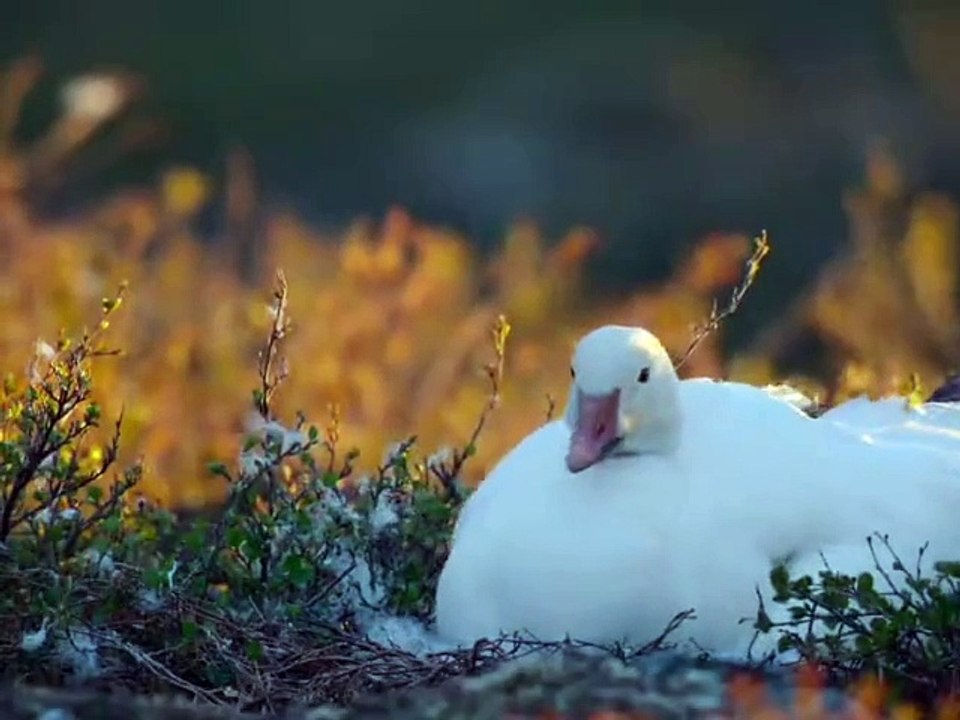 Duck and fox and bear  animals