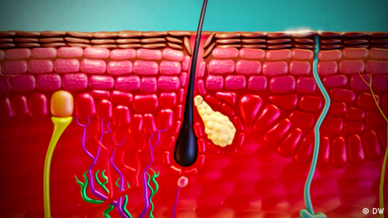 ¿Cómo funciona la piel?