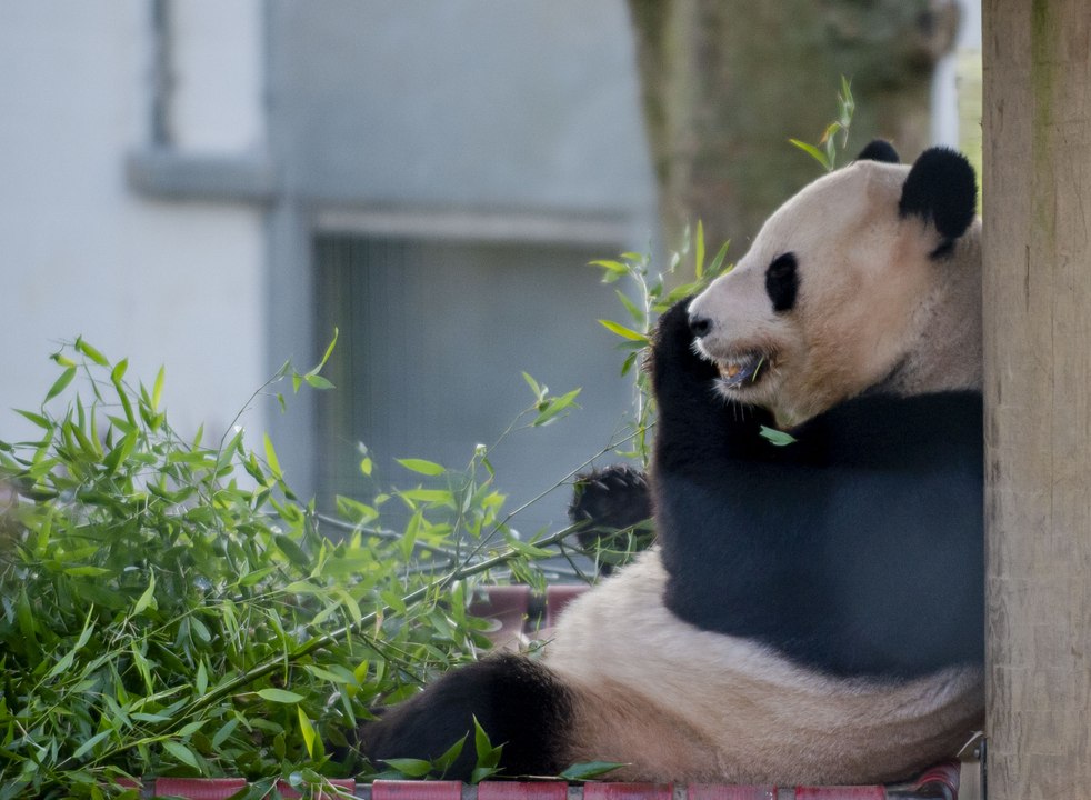 Giant Pandas Yang Guang and Tian Tian set to leave Edinburgh Zoo