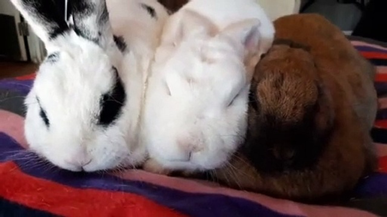 Myra Moans - Petite Myra Loves Big Guys