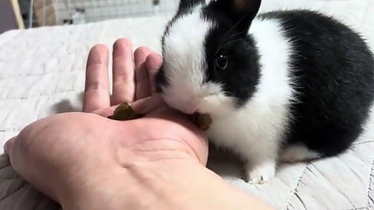 Molly Little - Sweet Tooth (2023)