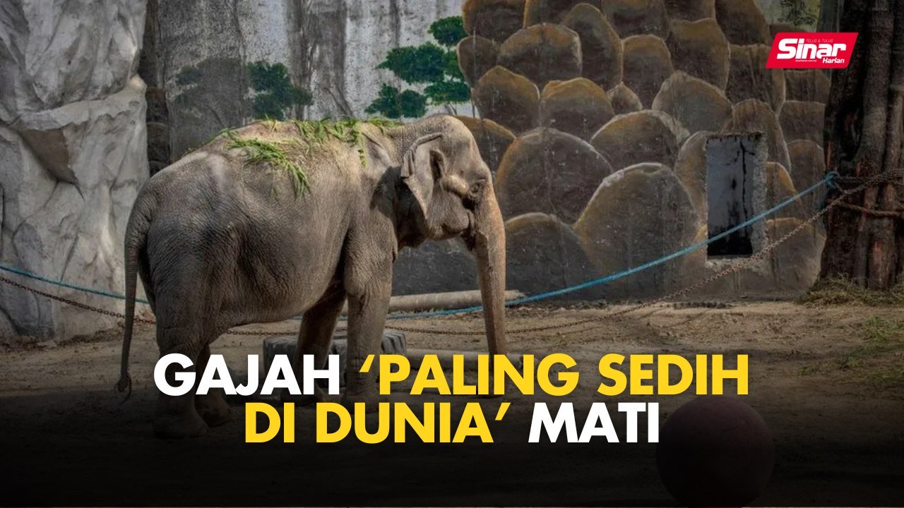Gajah ‘paling sedih di dunia’ mati