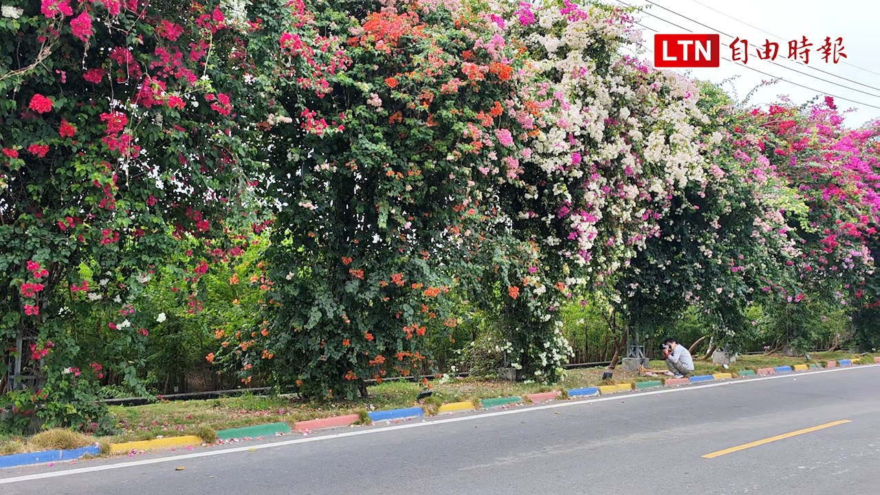 美炸！彰化田中「七彩九重葛花瀑」綿延300米 盛開到明年3月