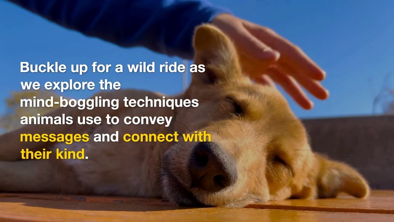 Deciphering the Puzzle Mystifying Animal Communication Techniquesl