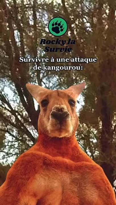 Comment survivre face à un kangouroo
