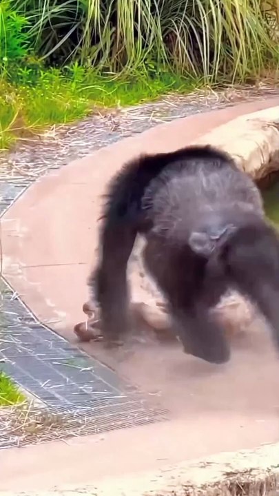 Funny monkey moment , funny animals, #funnyvideo #funnyanimals #doglover #animallovers #cute dog #camedyvideo