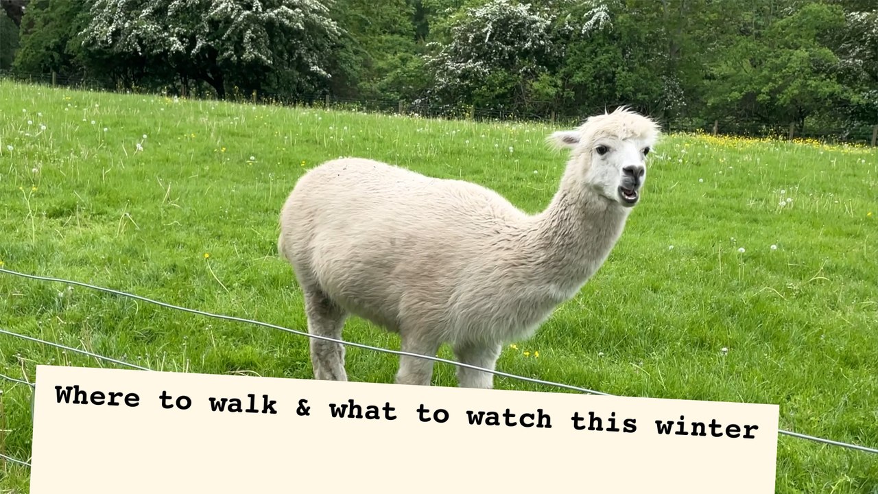 Leeds locals suggest where to walk and what to watch this winter