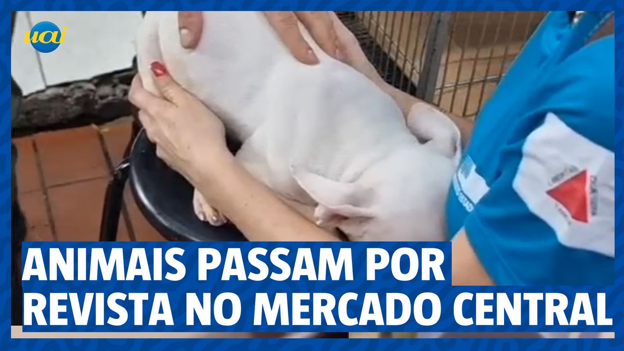 Animais expostos no Mercado Central passam por revista