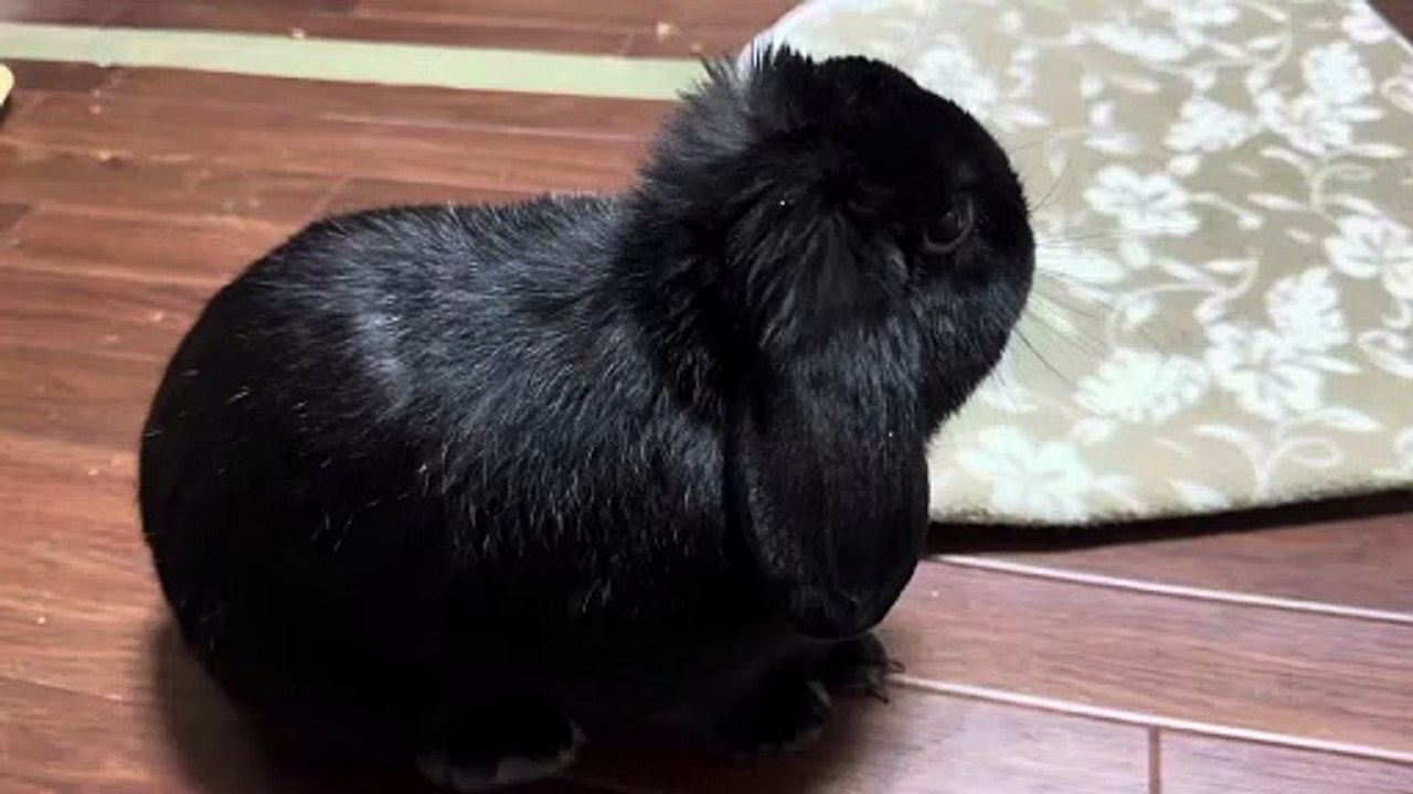 Nicole Rae - Sneaky Office Link