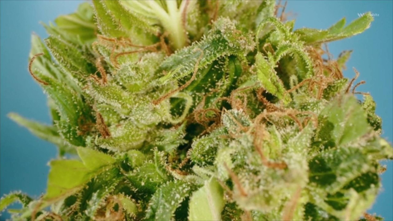 Marijuana Is Now Legal in Ohio