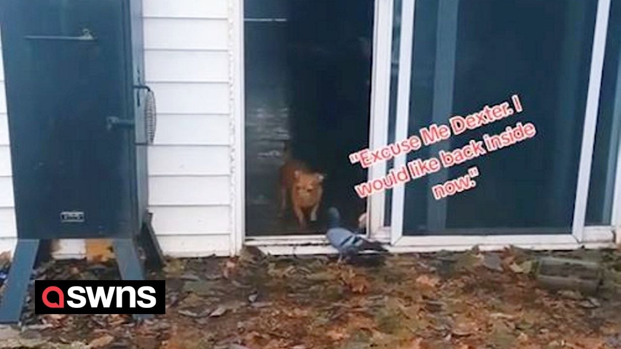 Funny moment rescue pigeon refused be released into the wild - and flew straight back home