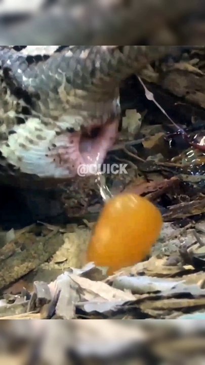 gaboon viper queen of vipers