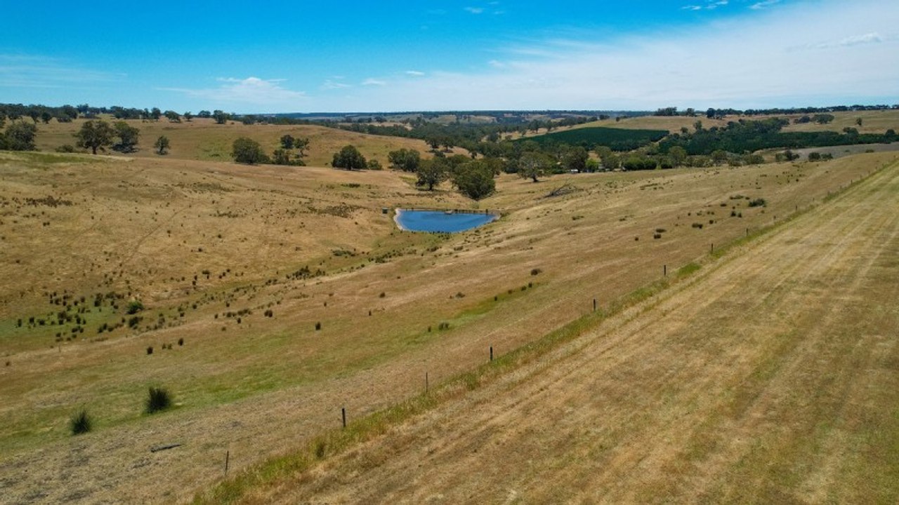 Sugarloaf, Tarrayoukyan | December 11, 2023 | Farmonline