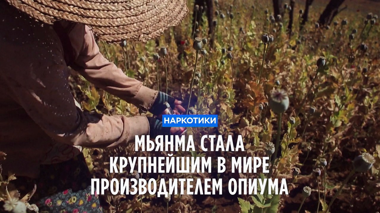 Мьянма стала мировым лидером по производству опиума, обогнав Афганистан