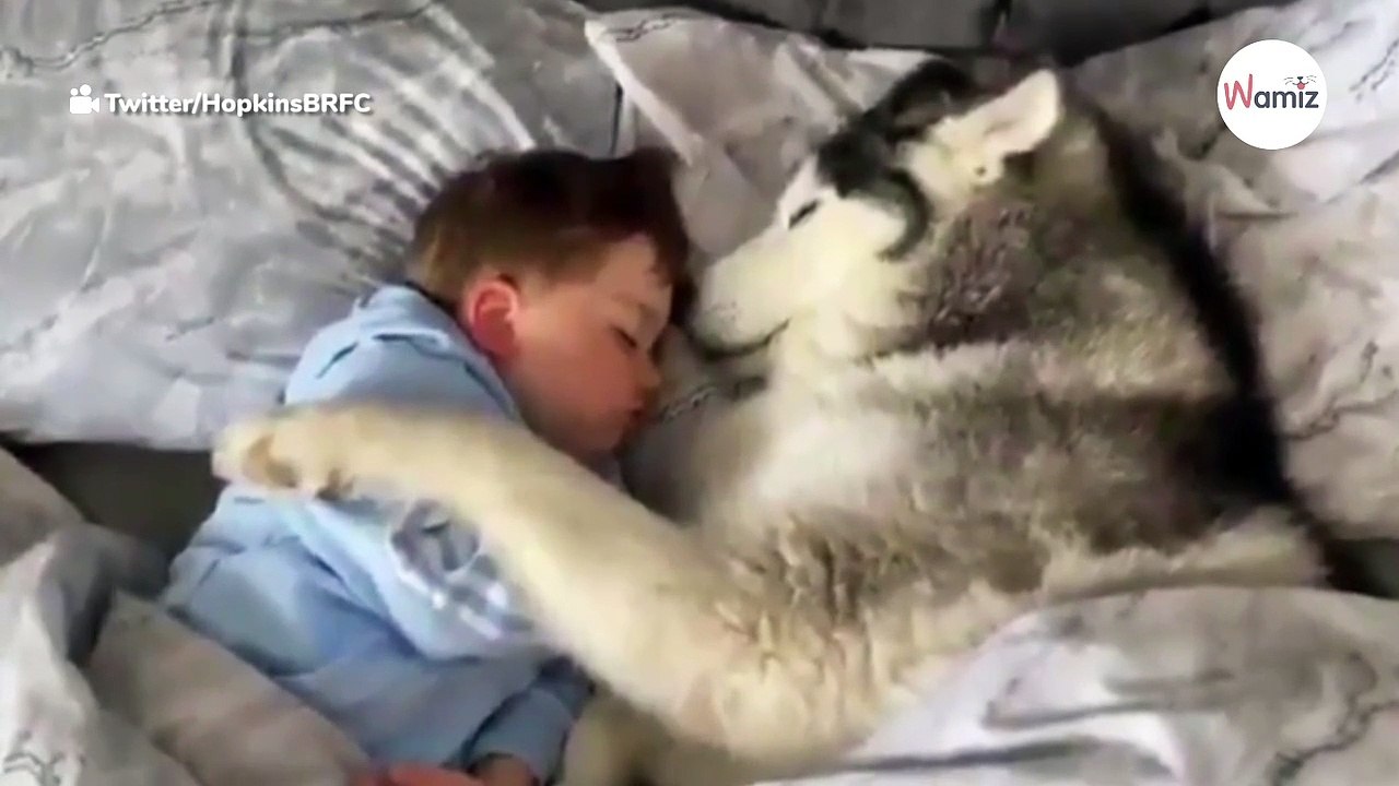Instead of leaving toddler alone, Husky does something that shocks everyone