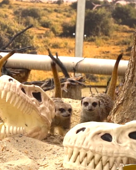 Meerkats Explore Fake Dino Skulls!