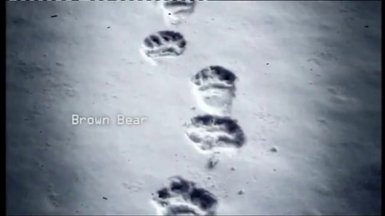 Yeti: The Himalayan Bigfoot, Myth Or Beast?