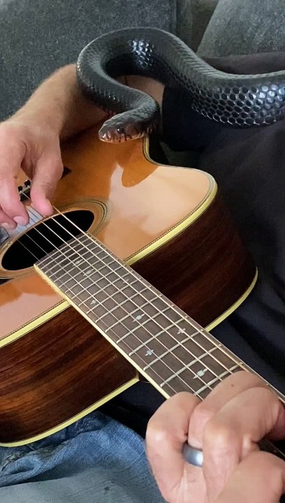 Snake Sharts To Relaxing Guitar Sounds