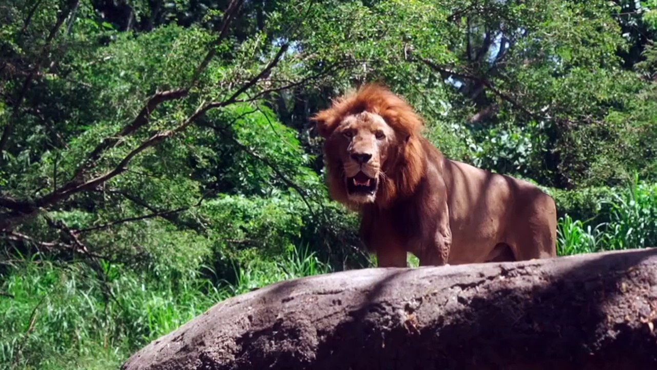 Learn Alphabets with Live Examples | Alphabet | ABCD | The learning Playground