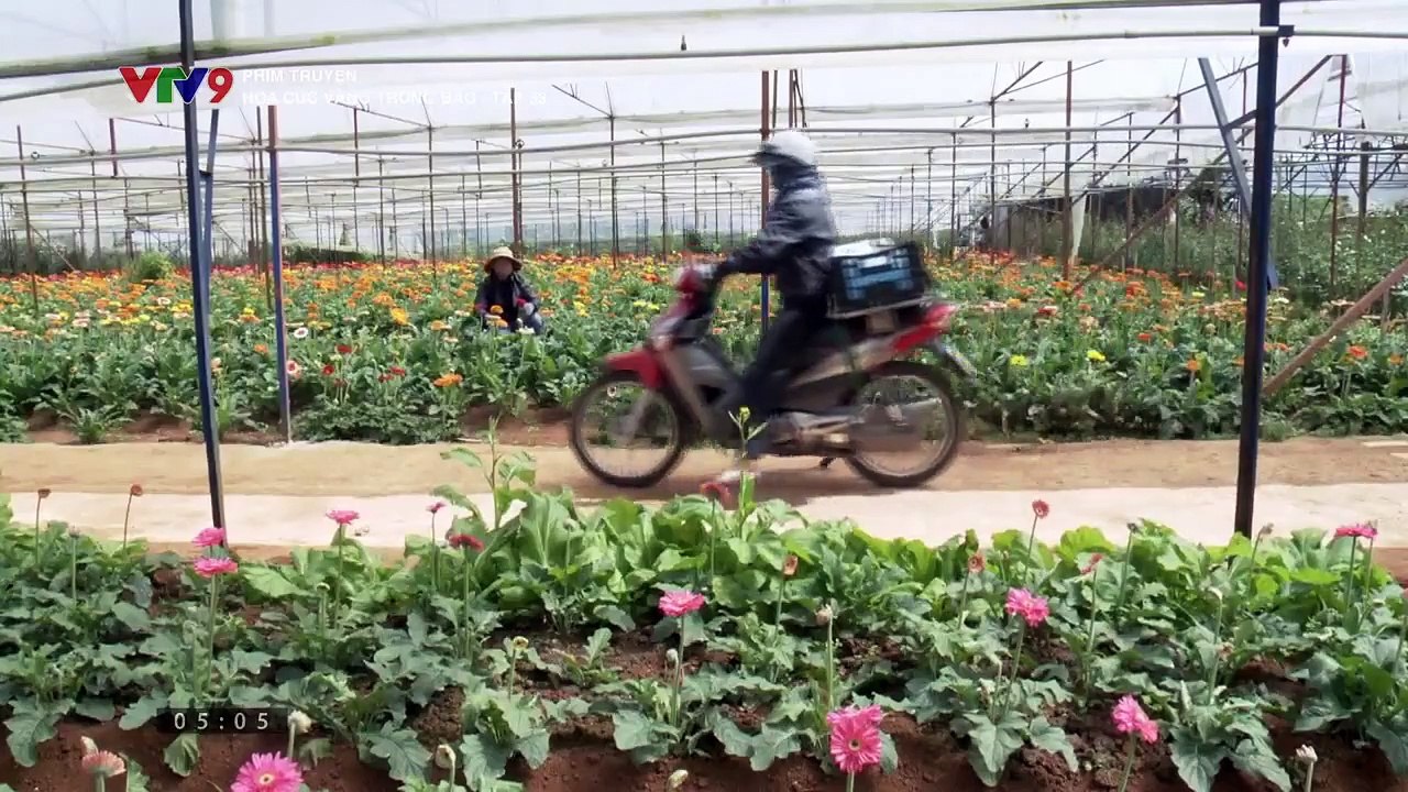 Hoa cúc vàng trong bảo Tập 33