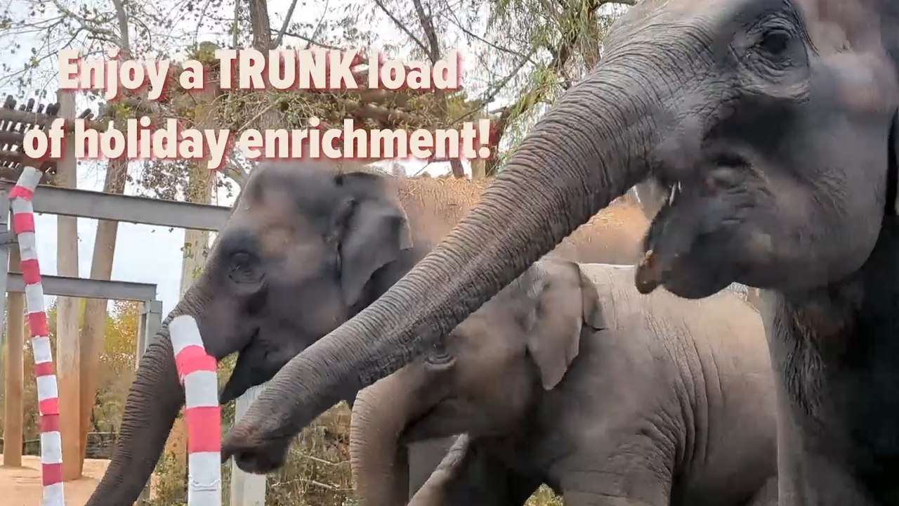 Adorable Elephants Celebrate Christmas 🎄