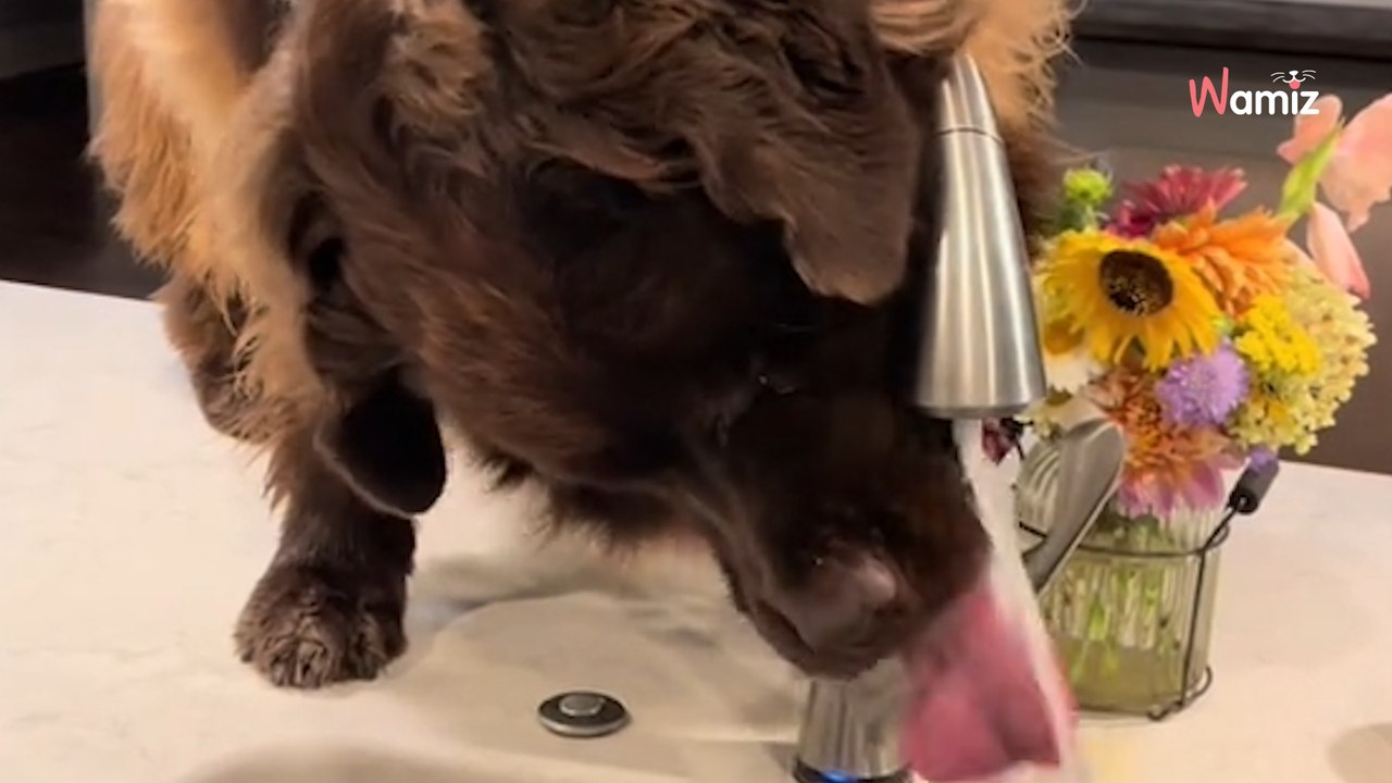 She shows Newfoundland's morning routine: 1.4M people howl with laughter (video)