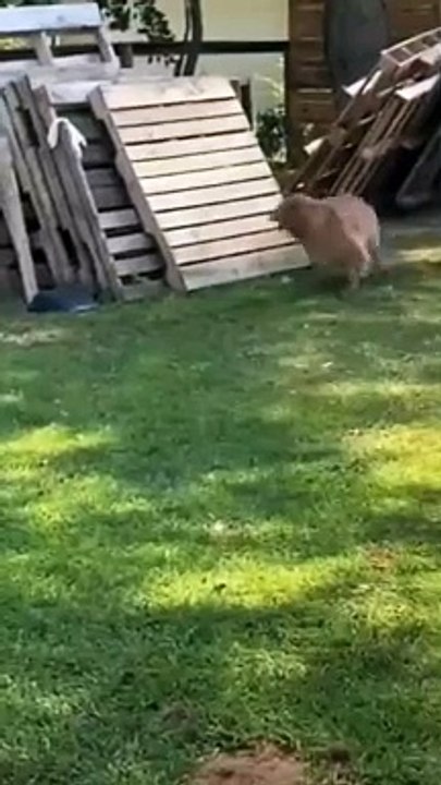  Funny Animals ⭕️