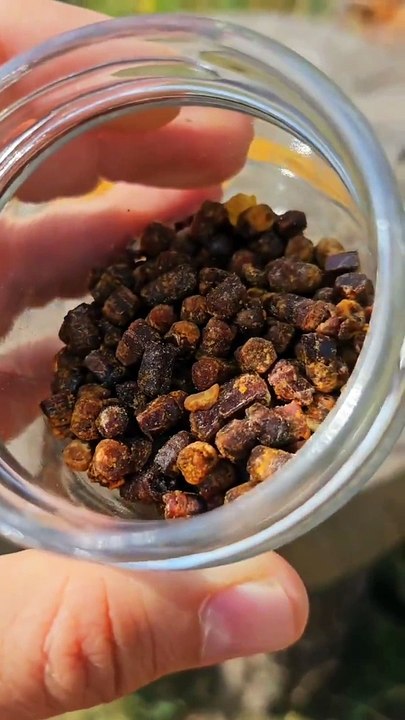 Arı mucizesi: Arı ekmeği ve yaş arı poleni