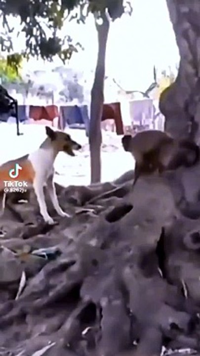 Dám Đụng Tới Anh Em Tụi Tao