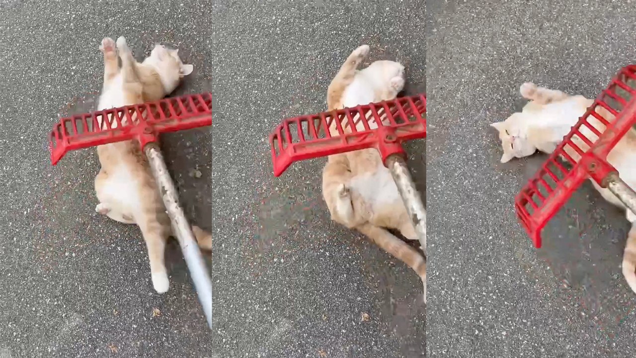 Cute kitty LOVES scratches with a garden rake!
