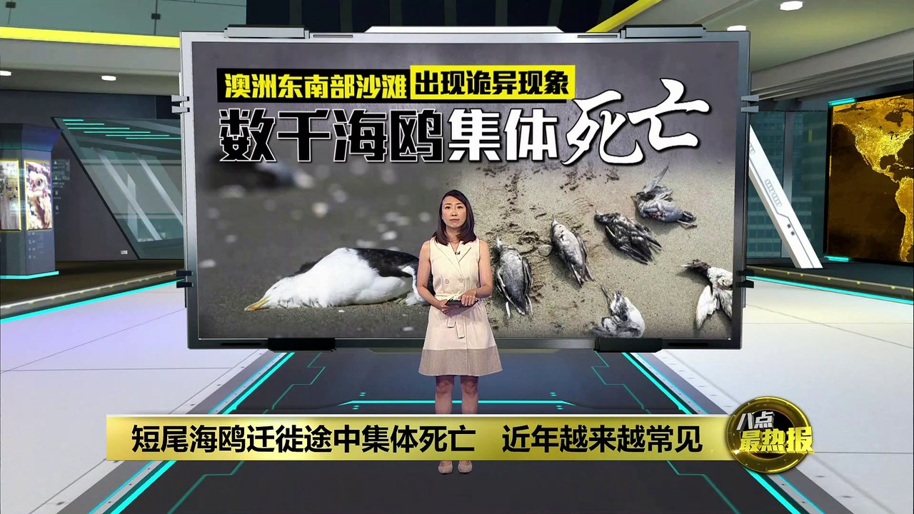 海鸥集体死亡搁浅沙滩   末日场景吓坏澳洲居民