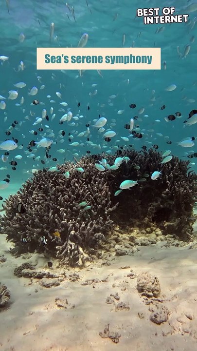 Underwater Symphony: Blue Tang Ballet  || Best of Internet