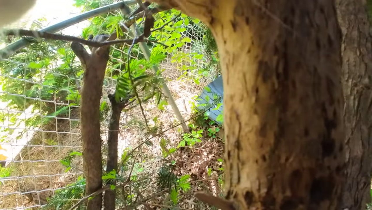 I Strapped This Action Camera To My Cat | Tom's Guide